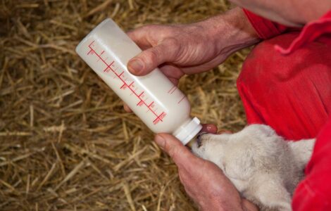 Preparing for Goat-Kidding Season Image